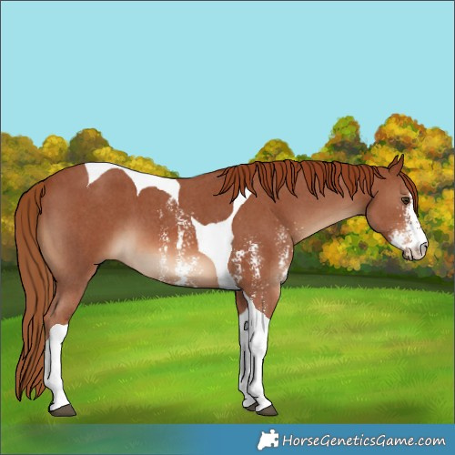 Horse Color:Chestnut Sabino Tobiano 