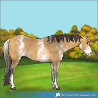 Horse Color:White Spotted Buckskin 