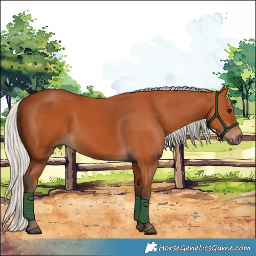Horse Color:Silver Bay 