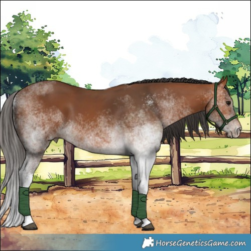 Horse Color:White Spotted Bay 