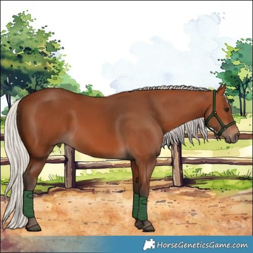 Horse Color:Silver Bay 