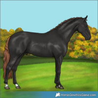 Horse Color:Liver Chestnut Rabicano