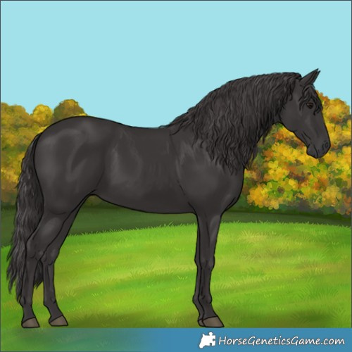 Horse Color:Smoky Black Rabicano