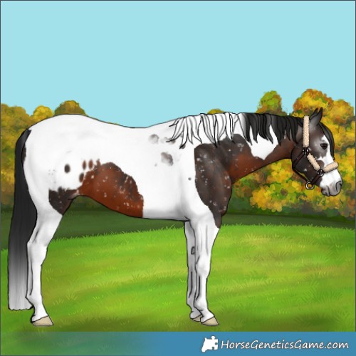 Horse Color:Gray Brown Tobiano Appaloosa 