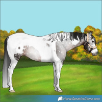 Horse Color:Gray Brown Tobiano Blanket