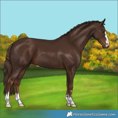 Horse Color:Liver Chestnut 