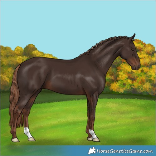 Horse Color:Liver Chestnut
