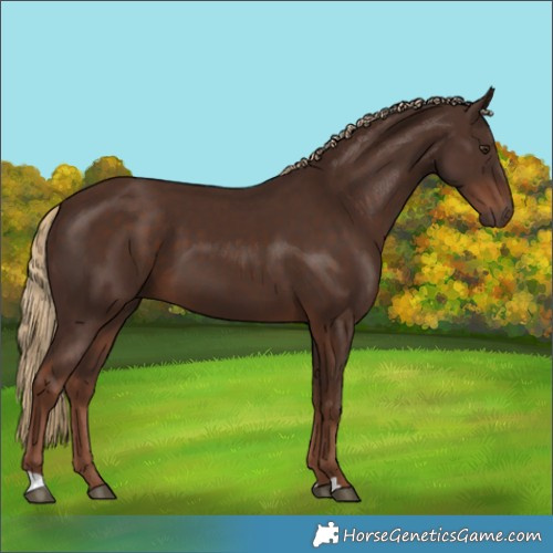 Horse Color:Liver Chestnut