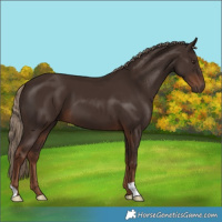 Horse Color:Liver Chestnut 