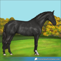 Horse Color:Liver Chestnut Rabicano