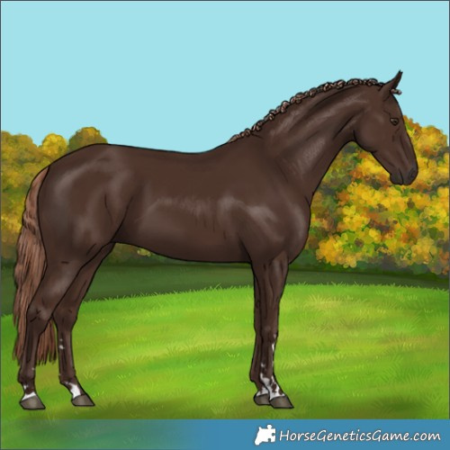 Horse Color:Liver Chestnut 