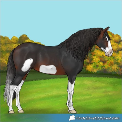 Horse Color:Brown Splash Frame 