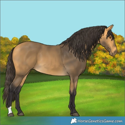Horse Color:Buckskin