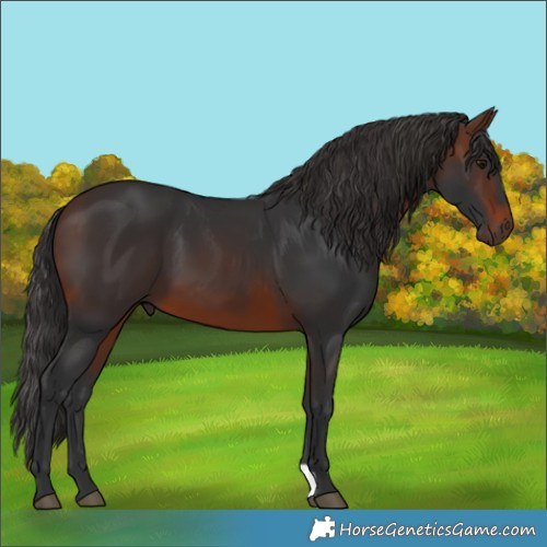 Horse Color:Brown 