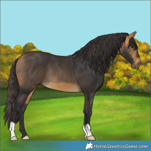 Horse Color:Buckskin 