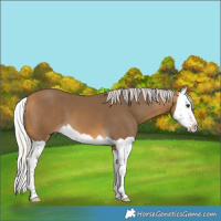 Horse Color:Silver Buckskin Splash