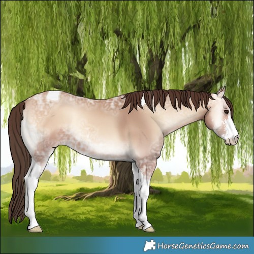 Horse Color:Amber Champagne Ice Onyx Sabino Tobiano 