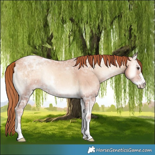 Horse Color:Gold Champagne Ice Onyx Sabino 