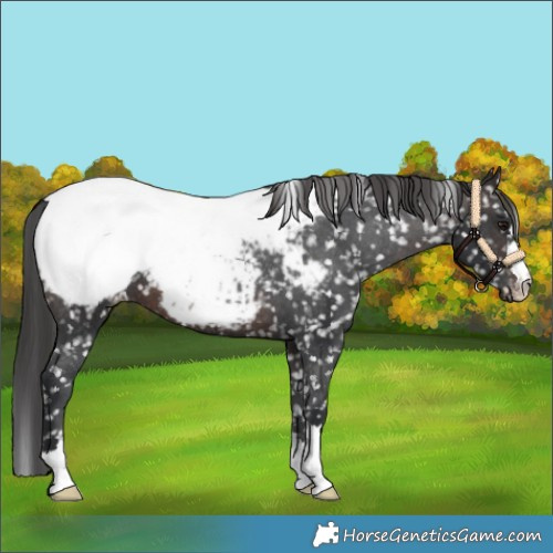 Horse Color:Brown Near Fewspot