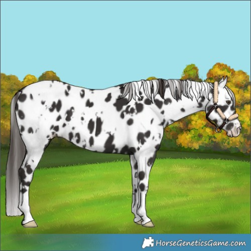 Horse Color:White Spotted Liver Chestnut Leopard
