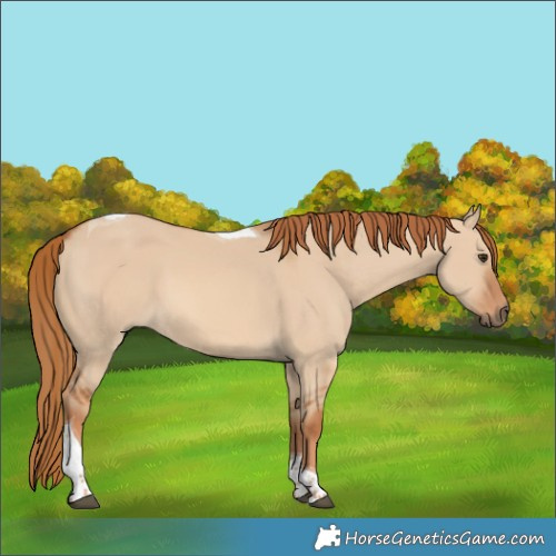 Horse Color:Red Dun Tobiano 