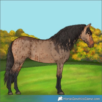 Horse Color:Bay Dun Brindle