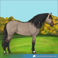 Horse Color:Brown Dun