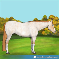 Horse Color:Red Dun Roan Splash Frame Rabicano 