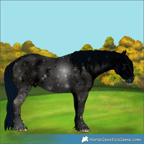 Horse Color:ERROR: UNKNOWN ANOMALY