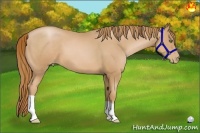 Horse Color:Chestnut Pearl