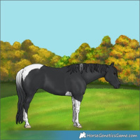 Horse Color:Black Tobiano