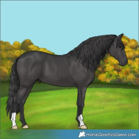 Horse Color:Black 