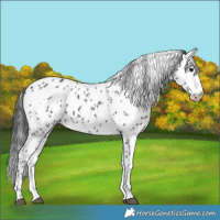 Horse Color:Black Sabino Leopard