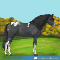 Horse Color:Black Sabino Tobiano Varnish