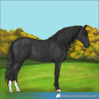 Horse Color:Black 