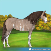Horse Color:Bay Dun Sabino Varnish