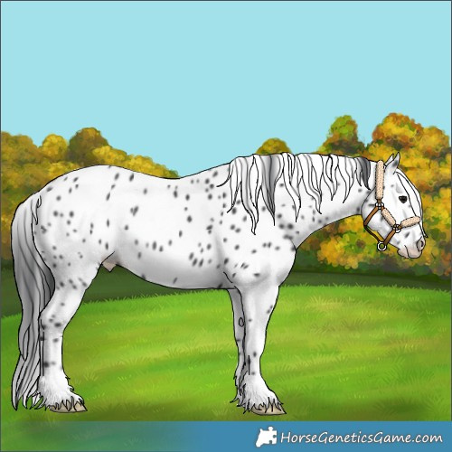 Horse Color:Black Leopard Rabicano 