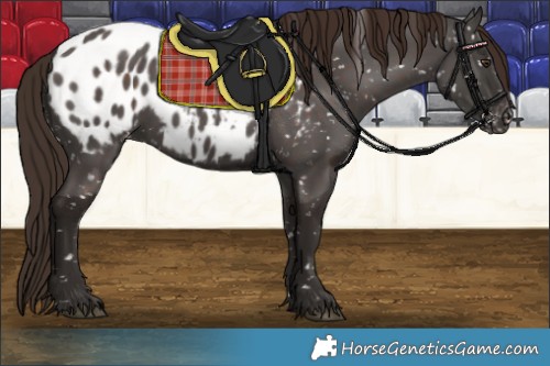 Horse Color:Liver Chestnut Appaloosa 