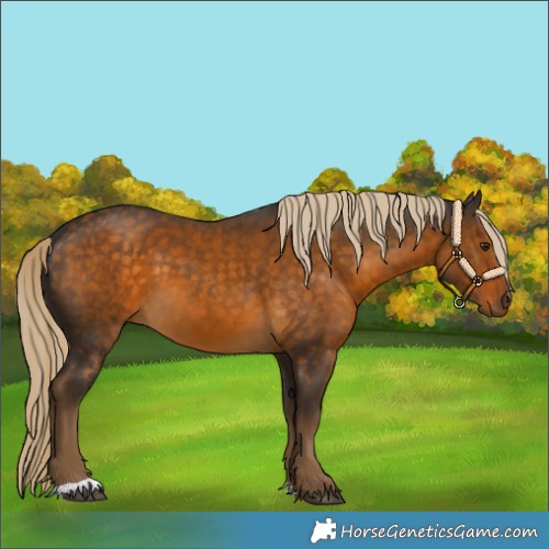Horse Color:Chocolate Palomino 