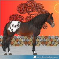 Horse Color:Bay Mushroom Appaloosa