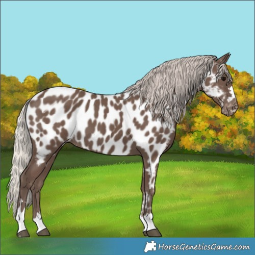 Horse Color:Silver Black Appaloosa 