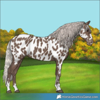 Horse Color:Silver Black Appaloosa 