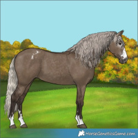 Horse Color:Gray Silver Grullo Appaloosa 
