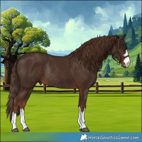 Horse Color:Liver Chestnut Rabicano 