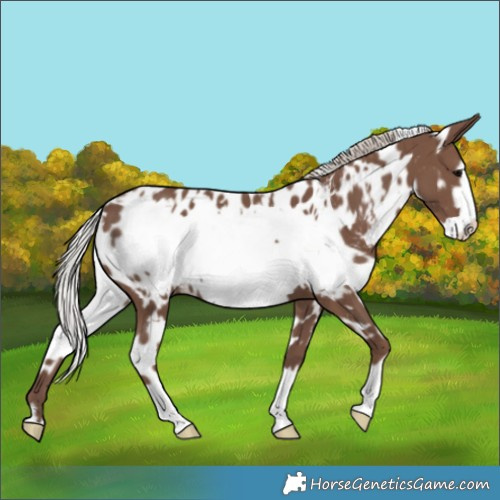 Horse Color:White Spotted Silver Black Frame Appaloosa 