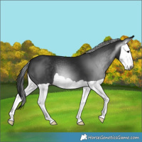 Horse Color:Gray Black Splash 