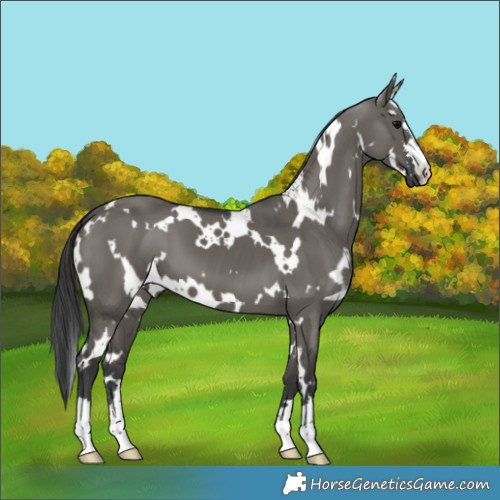 Horse Color:White Spotted Grullo 