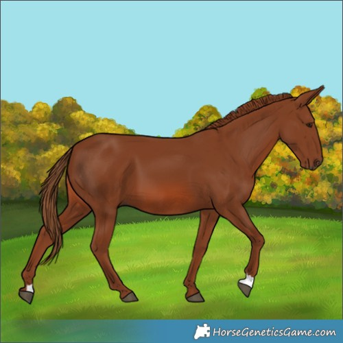 Horse Color:Chestnut 