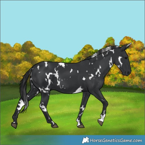 Horse Color:White Spotted Black 