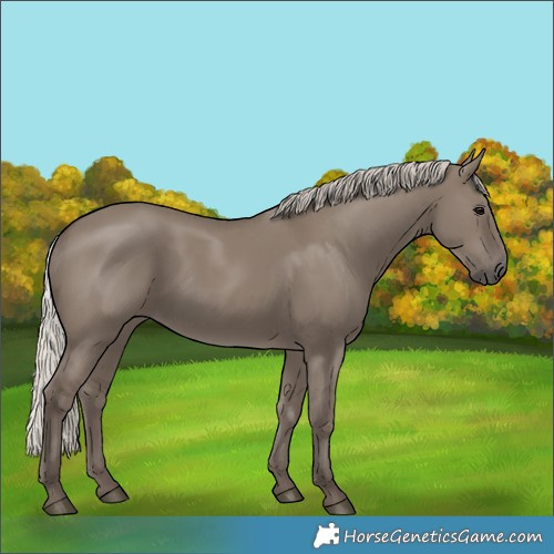 Horse Color:Silver Grullo